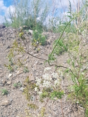 Sphallerocarpus gracilis