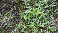 Asplenium ruprechtii