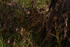 Schoenus grandiflorus