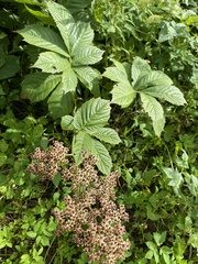 Rodgersia