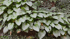 Hosta