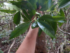 Psychotria borbonica