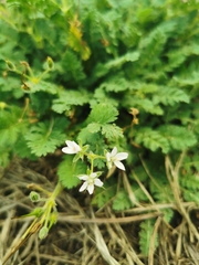 Erodium cicutarium