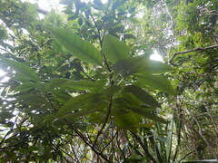 Psychotria borbonica