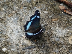 Kaniska canace drilon