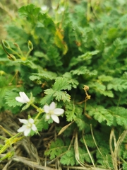Erodium cicutarium
