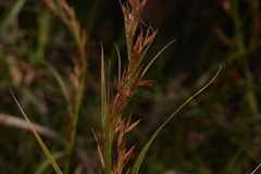 Schoenus grandiflorus
