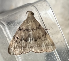 Zanclognatha dentata