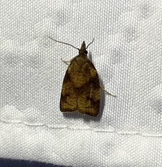 Cenopis eulongicosta