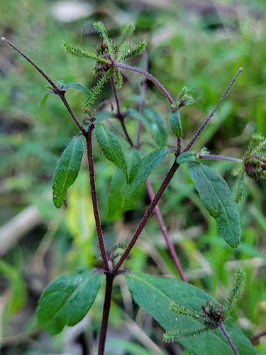 Sigesbeckia orientalis