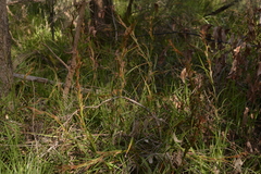 Schoenus grandiflorus