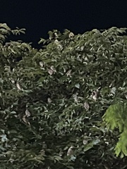 Spodiopsar cineraceus