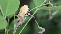 Anoplocnemis dallasi