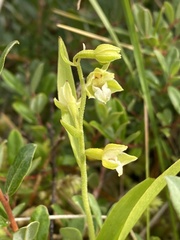 Epipactis dunensis