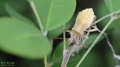 Anoplocnemis dallasi