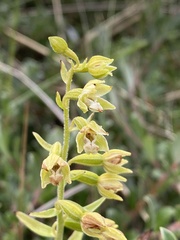 Epipactis dunensis