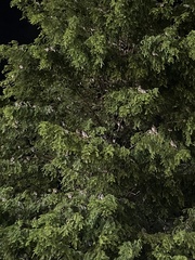 Spodiopsar cineraceus