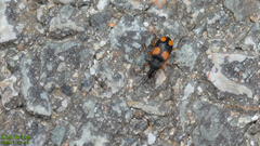 Tinoderus singularis