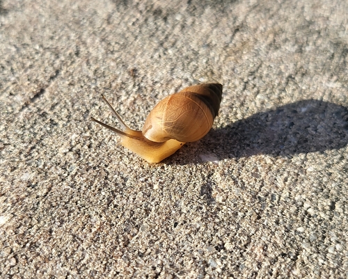 Bulimulidae image