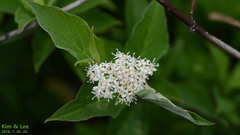 Angiospermae