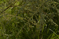 Acacia pulchella