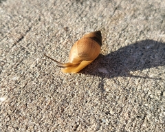 Bulimulus bonariensis image