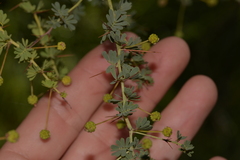 Acacia pulchella