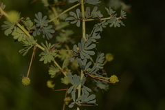 Acacia pulchella