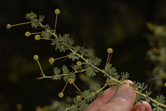 Acacia pulchella