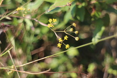 Bupleurum kaoi