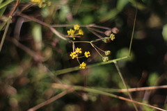 Bupleurum kaoi