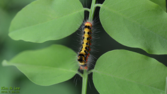 Lepidoptera