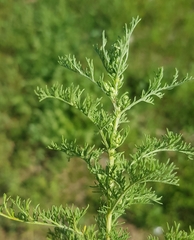 Artemisia adamsii