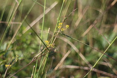 Bupleurum kaoi