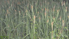 Typha