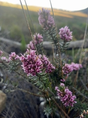 Amphithalea ericifolia