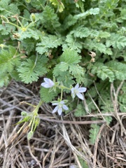 Erodium cicutarium