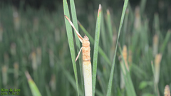 Typha