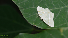 Lepidoptera