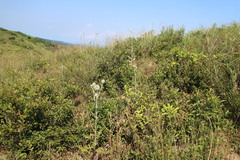 Echinops grijsii