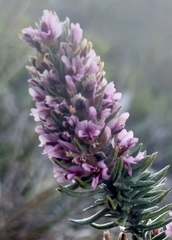 Amphithalea ericifolia
