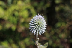 Echinops grijsii