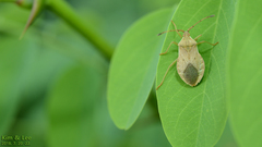 Homoeocerus dilatatus