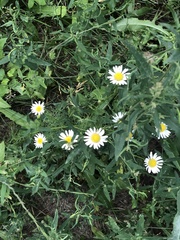 Tripleurospermum inodorum