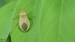 Homoeocerus dilatatus