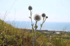 Echinops grijsii