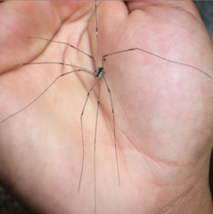 Leuronychus pacificus