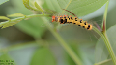 Lepidoptera