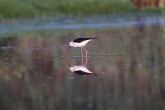 Himantopus himantopus