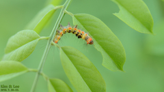 Lepidoptera